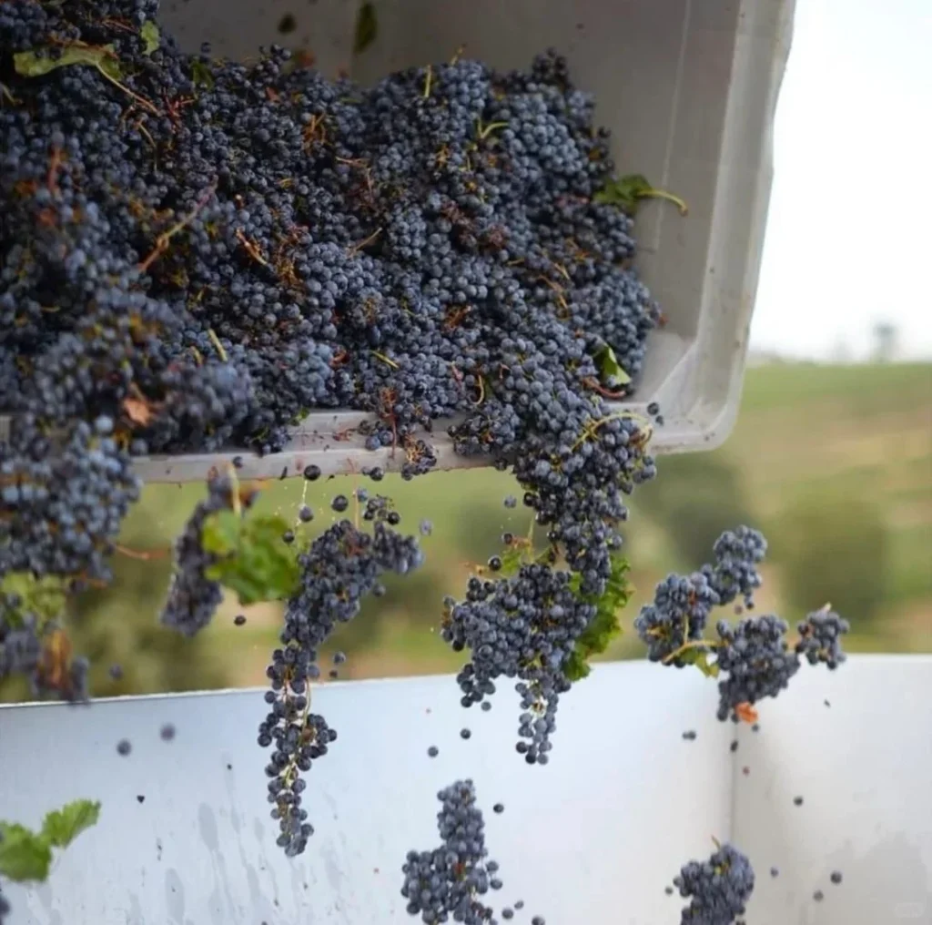 Fresh harvested purple wine grapes in white container with clusters hanging and scattered grapes