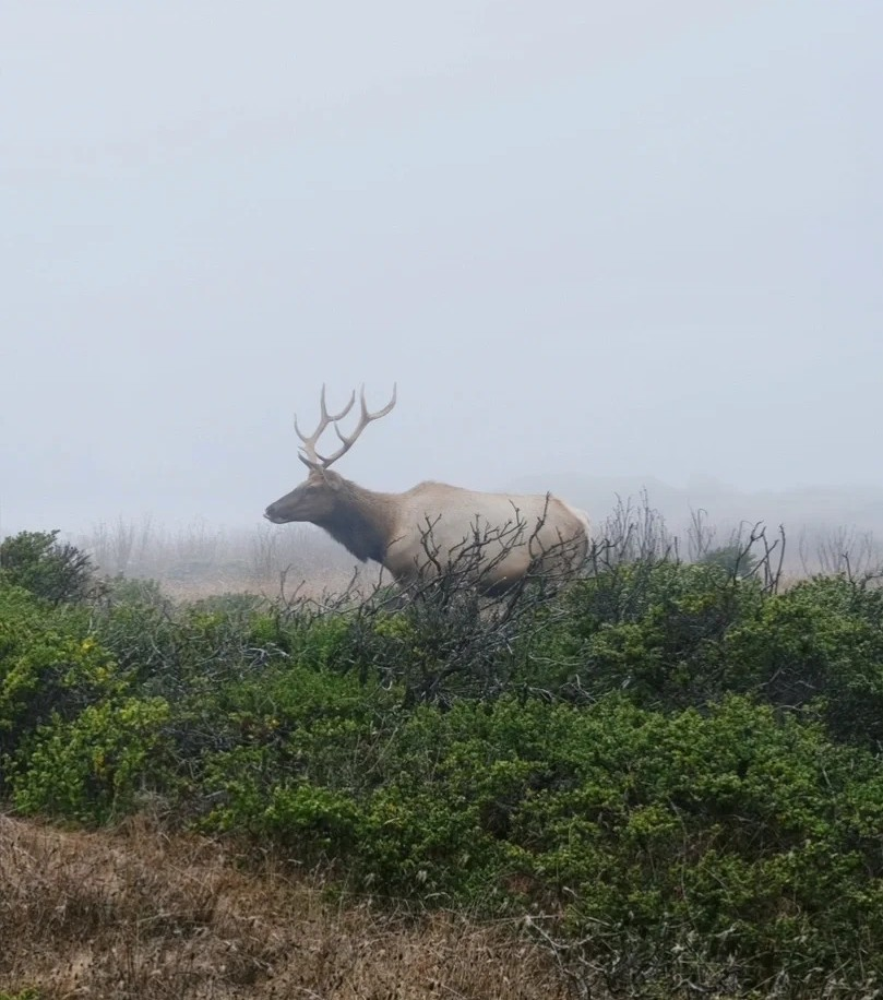 Large elk with antlers standing in natural brush during solo road trip wildlife encounter