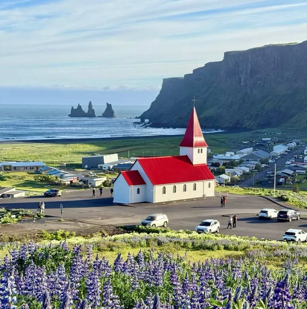 Traditional Icelandic red-roofed church overlooking dramatic black beach coastline with lupine flowers and sea stacks near Vik