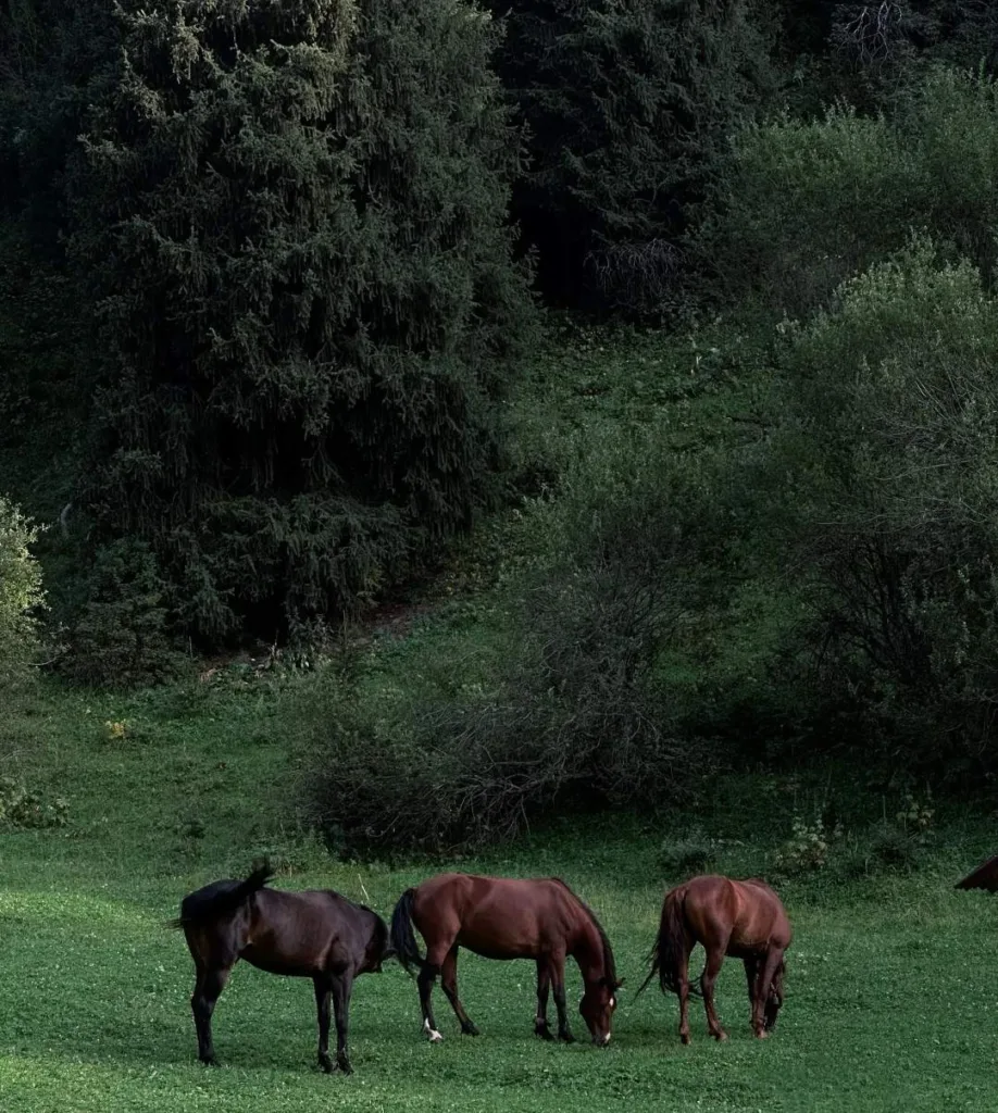 Four horses peacefully grazing in lush green meadow surrounded by dense forest and trees