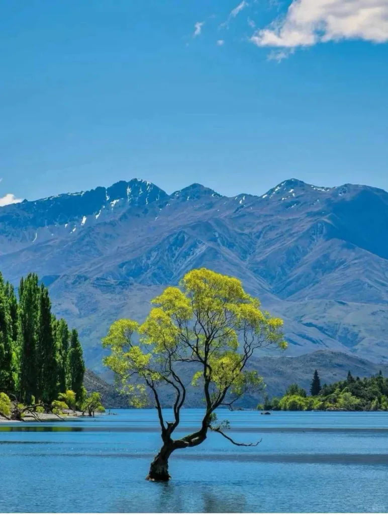 Iconic lone willow tree standing in crystal blue lake water with dramatic snow-capped mountains backdrop