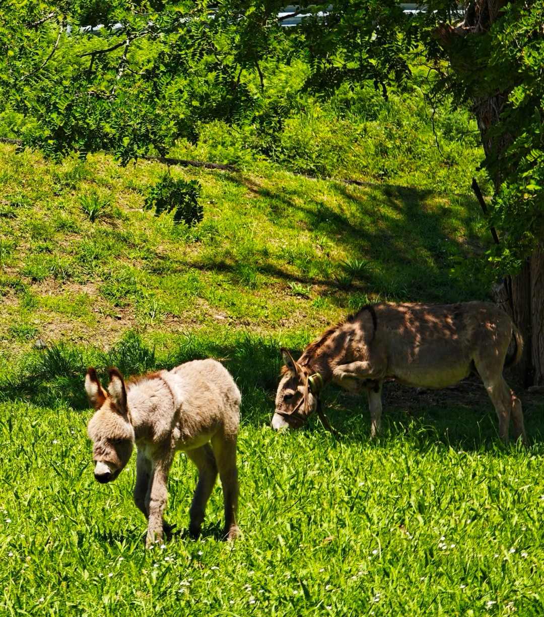 Donkeys grazing in countryside along Santiago Ways pilgrimage route in northern Spain