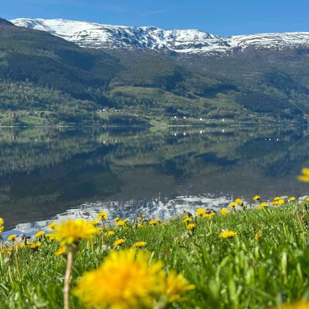 Norway travel spring season with yellow wildflowers and snow-capped mountains reflected in fjord waters
