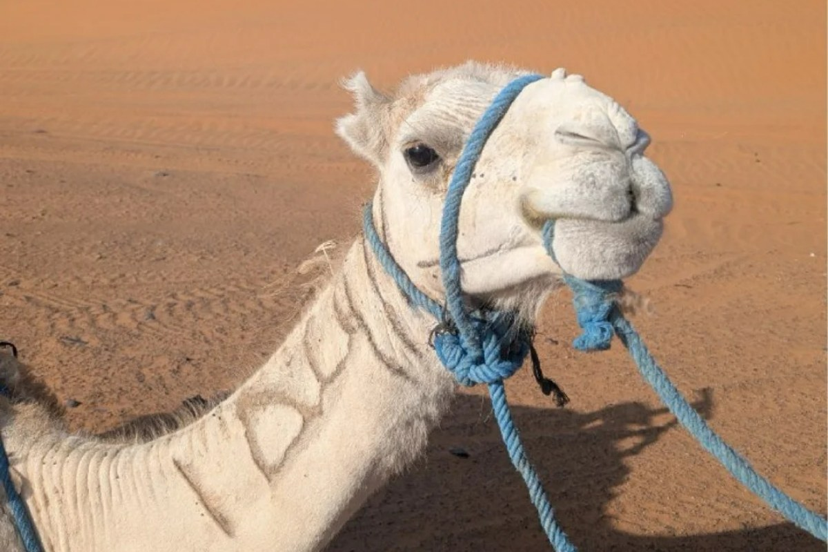 White camel in Moroccan desert used for tourist rides where pricing scams and forced photo fees are common