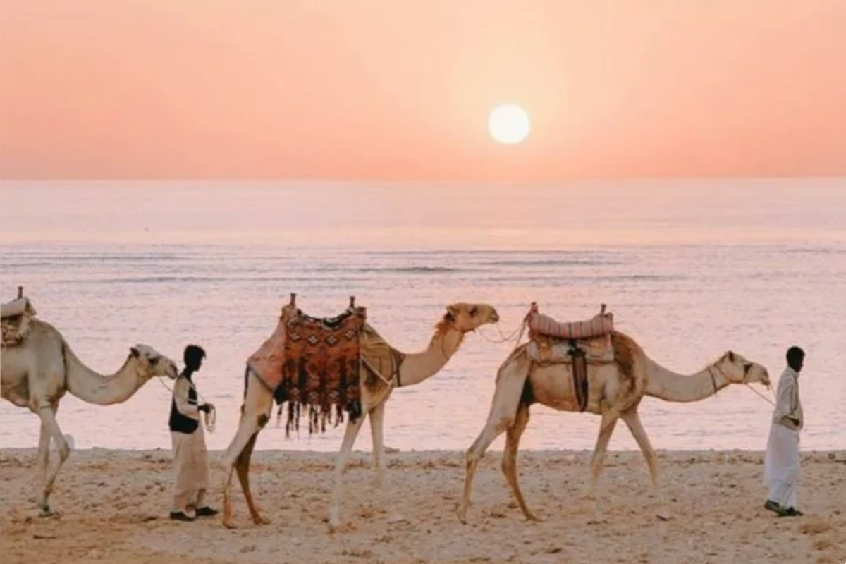 Camel caravan silhouetted against pink sunset sky on Morocco Sahara desert trek with local guides