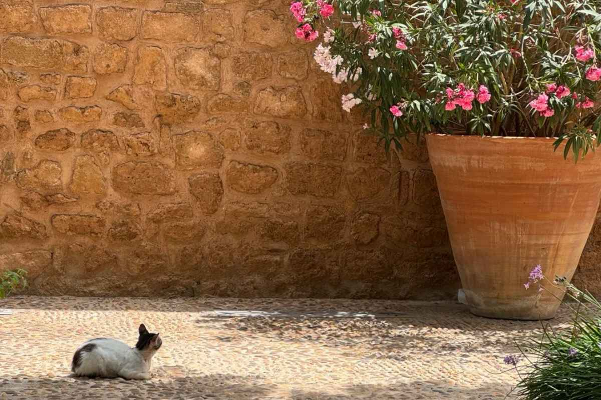 Peaceful cat resting in sunny Mediterranean courtyard with stone walls and flowering plants - perfect travel relaxation scene