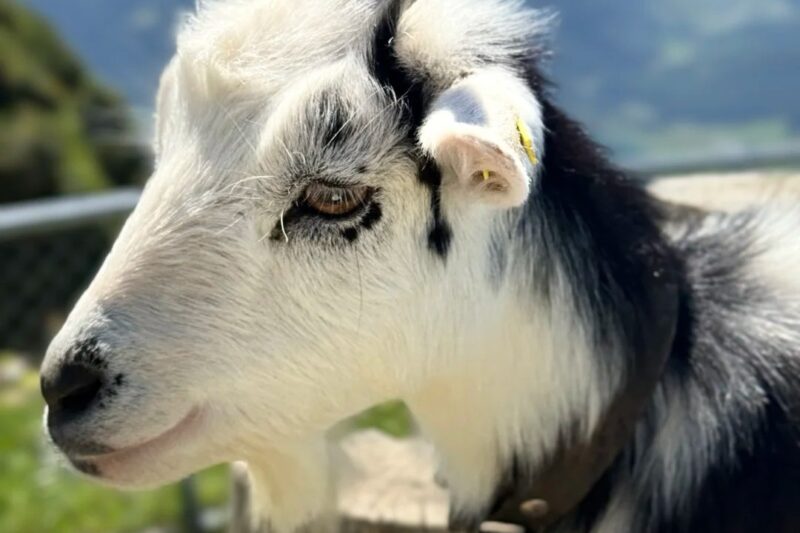Stoos Ridge Hike: World’s Steepest Funicular + Epic Alpine Trail